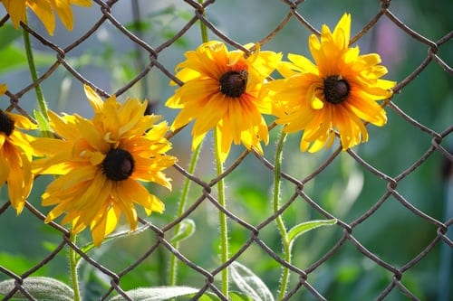 Chain Link Isn't Just for Ballfields: Options That Look Good at Home